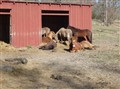 Hingstar sover09.jpg