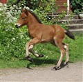 olga i gallop 09.jpg