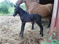 den nya 2011.jpg