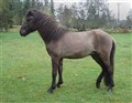draumur -10 höger.jpg