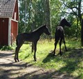ettan o tvåan på väg 125.jpg