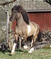 ofsi på språng 72 .jpg