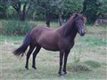 thyra ok 1.jpg